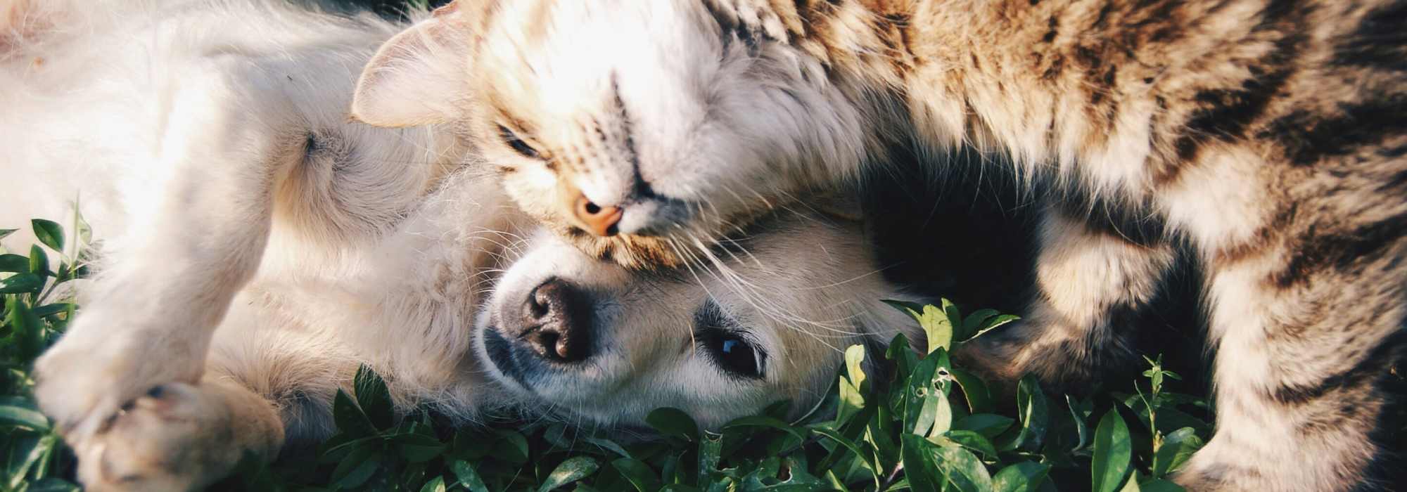 Pet Friendly at Maddox in Dallas, Texas