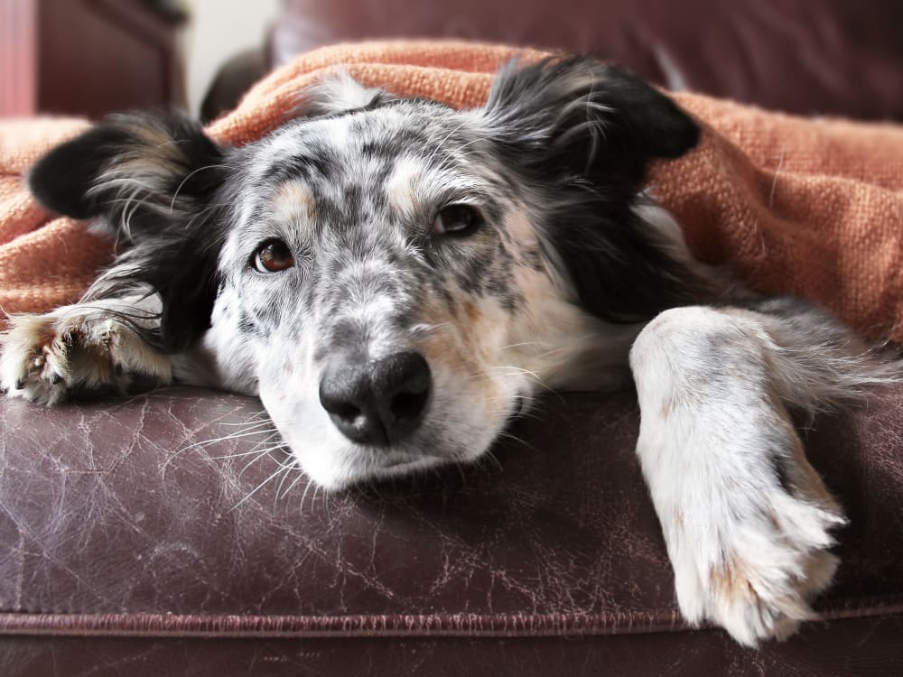 Dog getting some love near Rienzi at Turtle Creek Apartments in Dallas, Texas