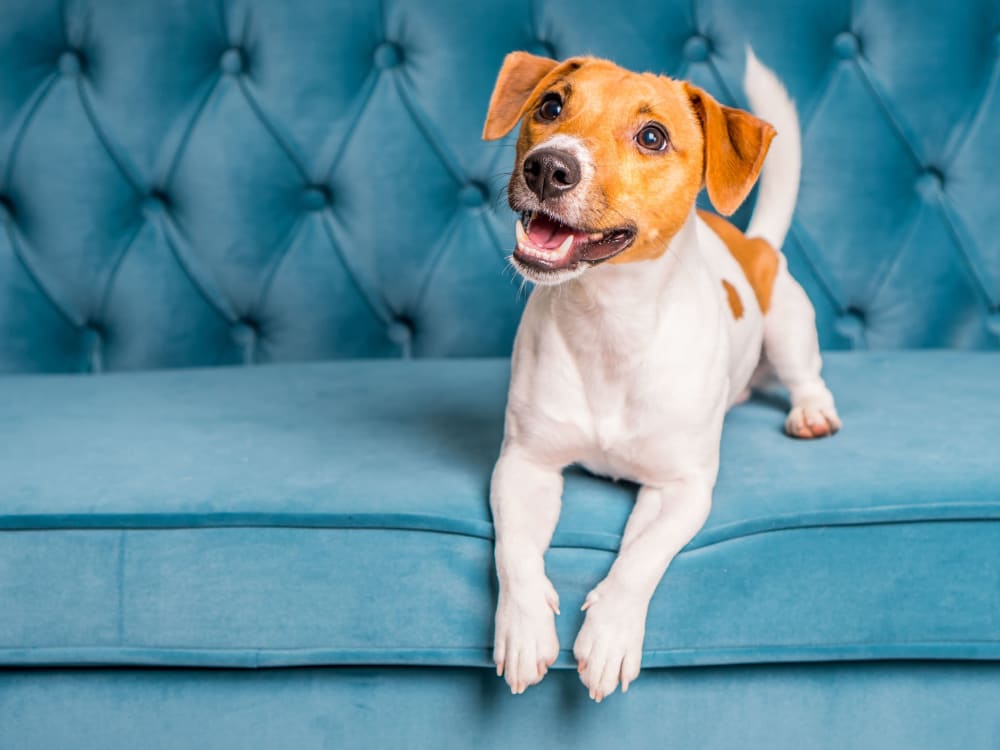 Happy dog at The Davenport in Sacramento, California