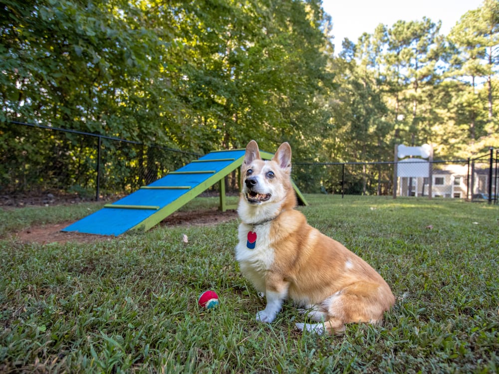 A smiling dog sitting in the dog park at Pinewood Station in Hillsborough, North Carolina