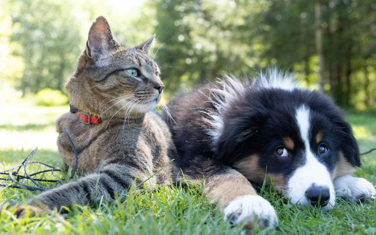 Woman sitting on a couch holding a cat in her arms atSolano at Chapel Hill in Chapel Hill, North Carolina