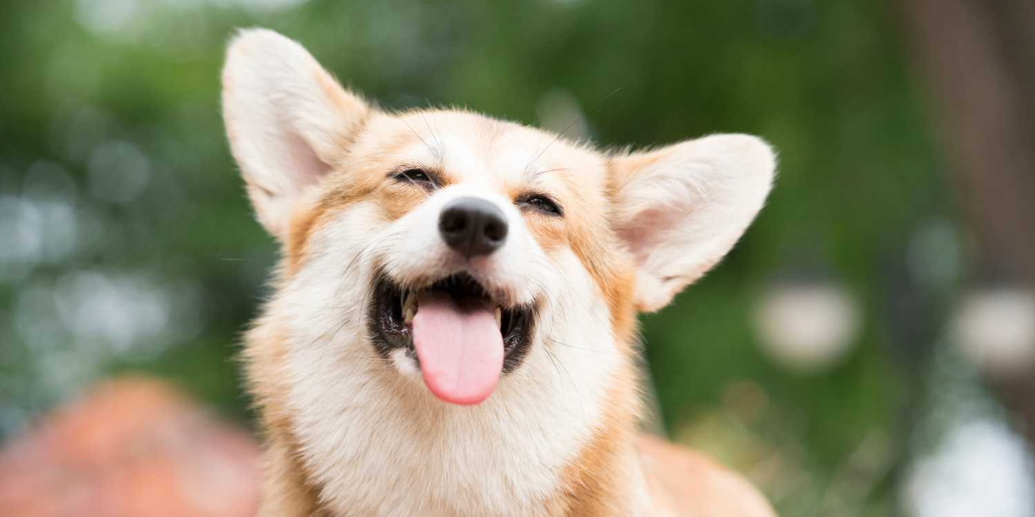 Ivy Terrace in Chattanooga, Tennessee apartments