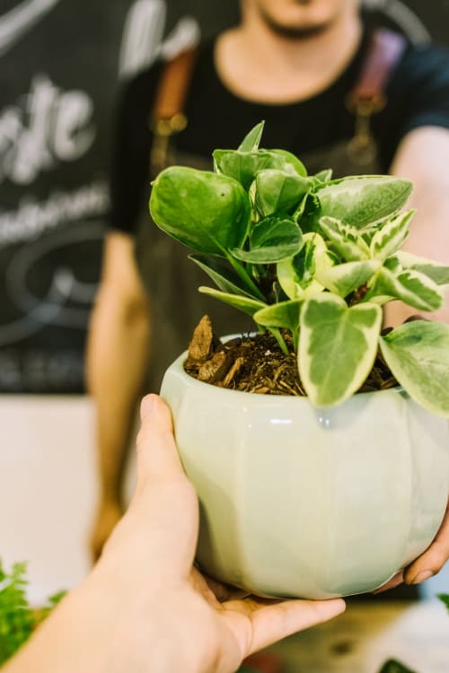 Checking on her luscious green plant at The Shelby in Washington, District of Columbia