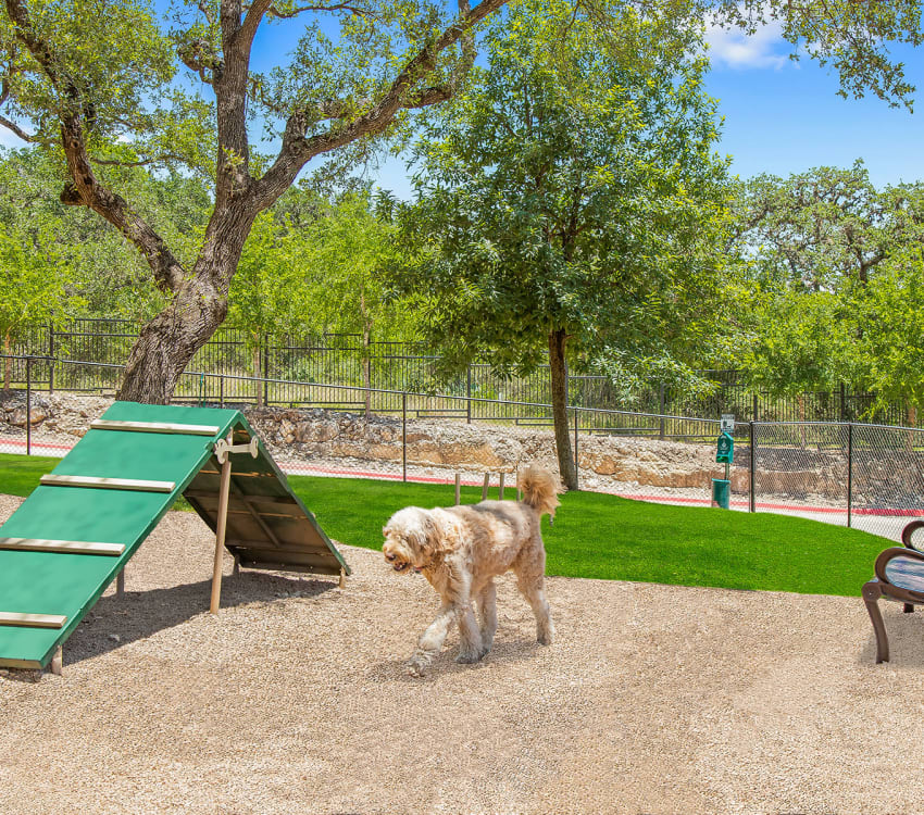 Dog playing at the dog park at Villas in Westover Hills in San Antonio, Texas