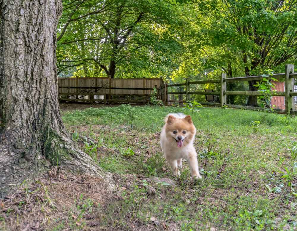 Kings Corner Dog Park at Cherokee Apartments in Philadelphia, Pennsylvania