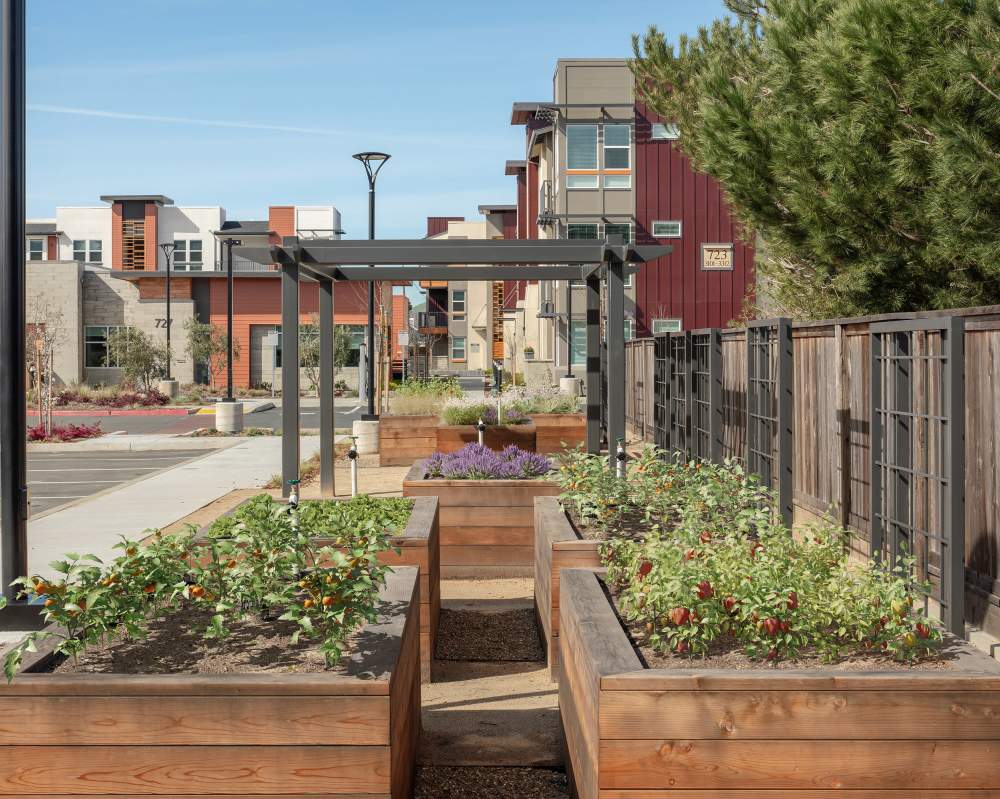 Vegetable garden at SoCo Apartments in Napa, California