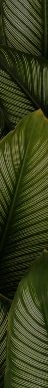 Leaf texture background for Pacific West Villas in Westminster, California