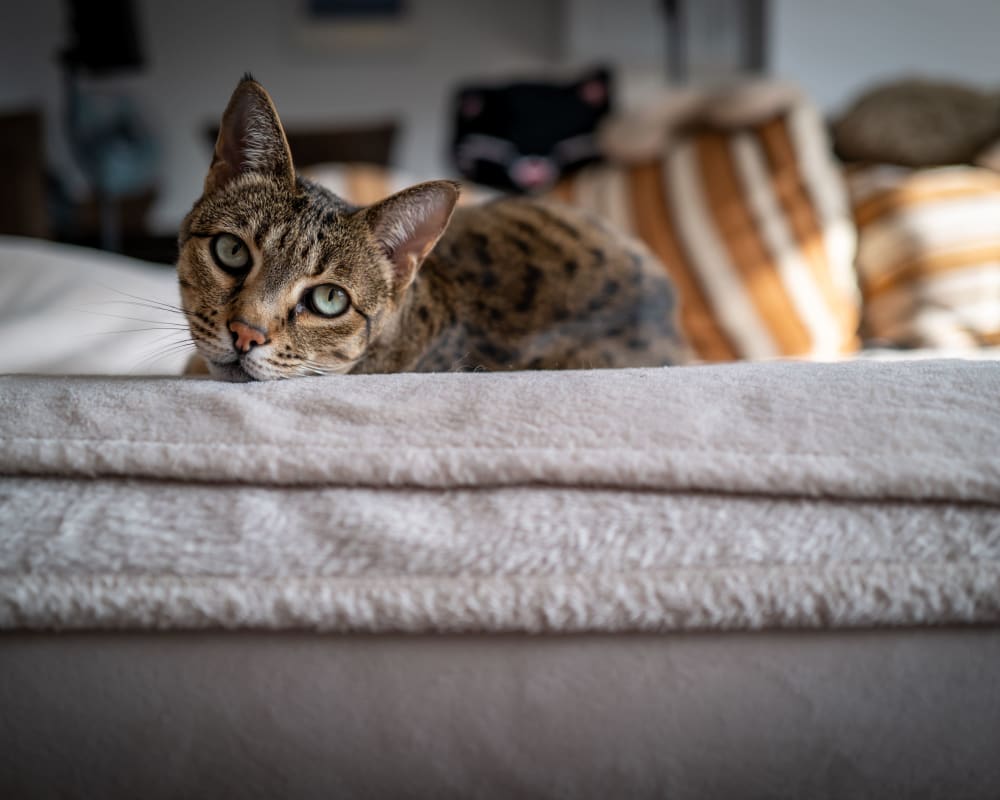 Cat laying on a couch at Northfield Townhouses in West Orange, New Jersey