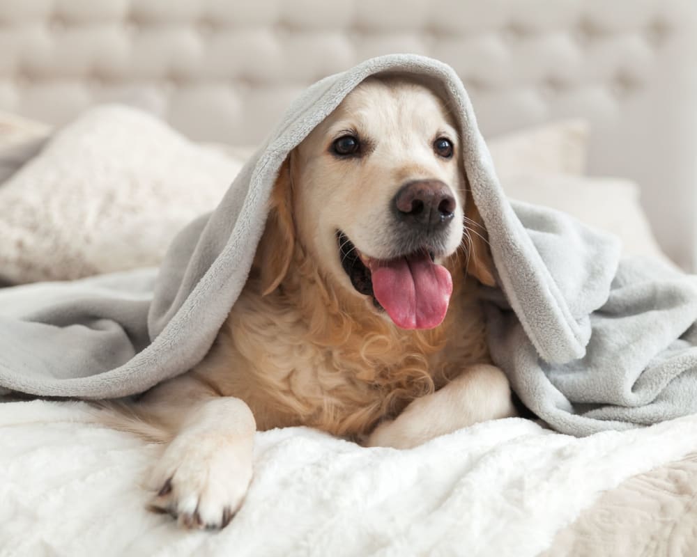 Happy dog laying in bed at Greenfield Village in Rocky Hill, Connecticut