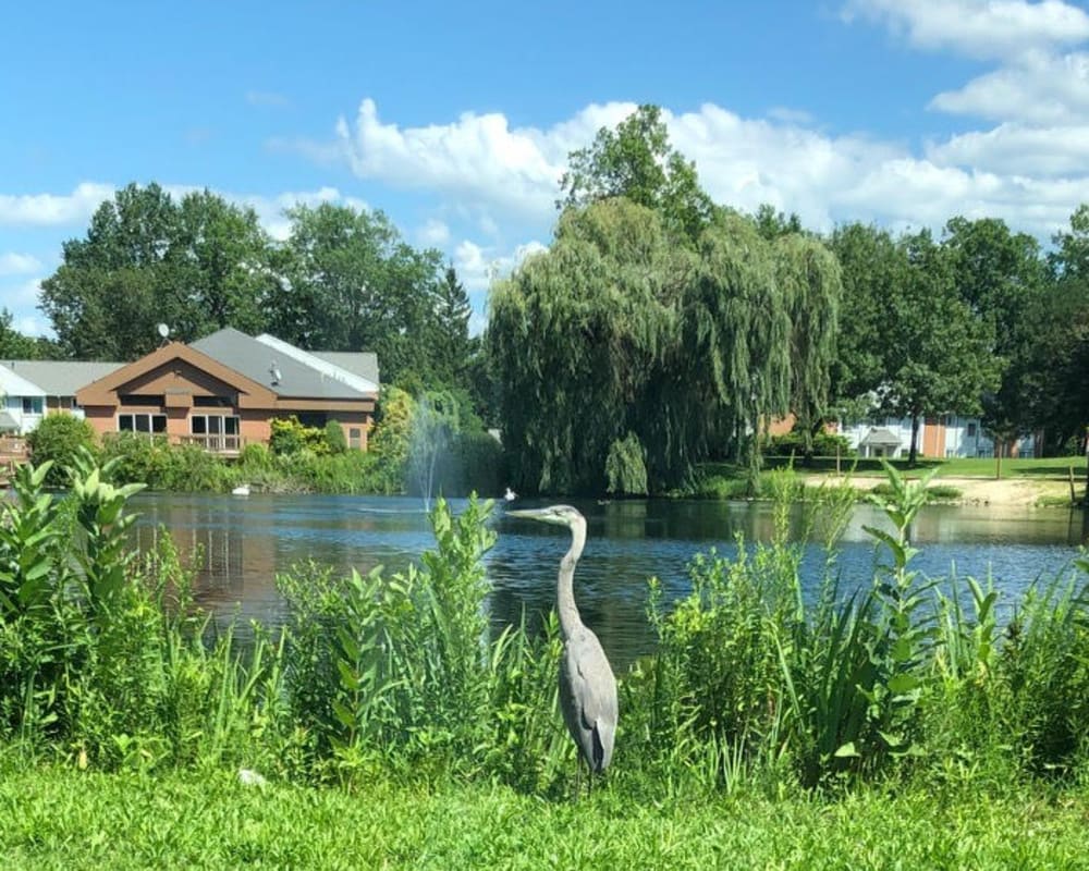 Wildlife and lakeside views at The Hamlets at Willoughby in Willoughby, Ohio
