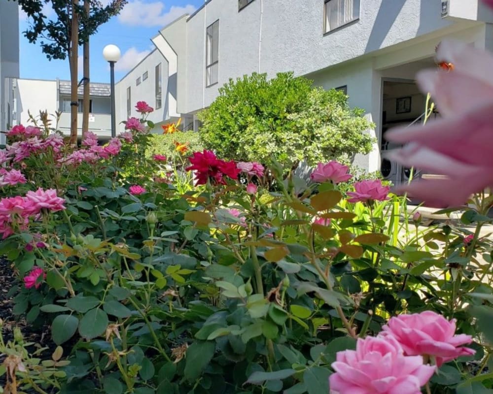 Rose bushes at St. Moritz Apartments in Concord, California