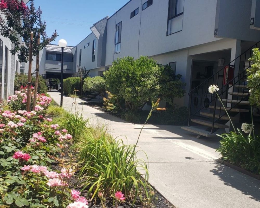 Roses outside of the buildings at St. Moritz Apartments in Concord, California