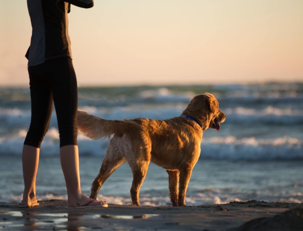 Alvista on Baltimore is Pet-Friendly