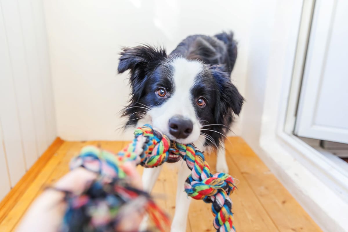 View our pet policy at Courtney Isles in Yulee, Florida