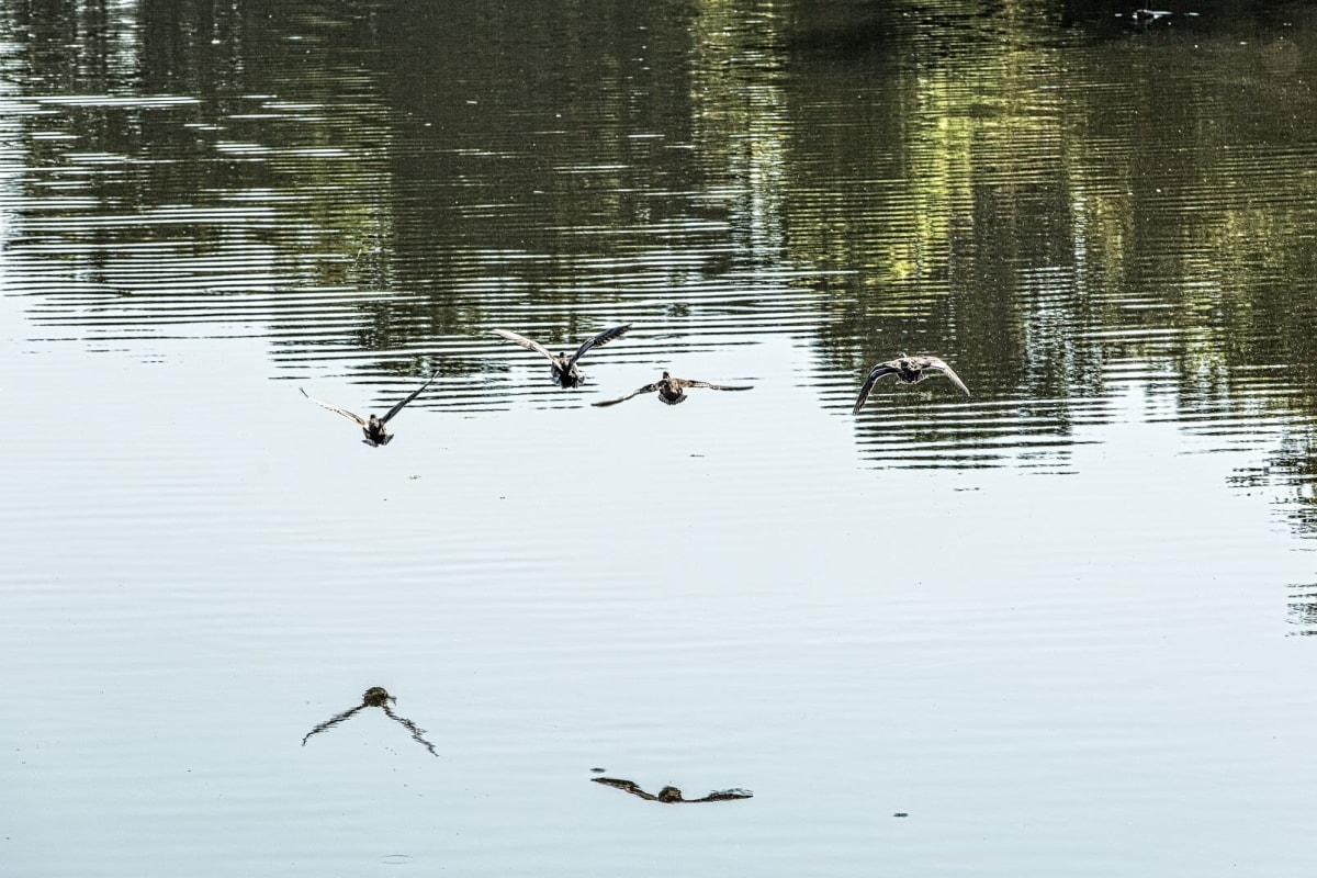 Pond at The Views at Laurel Lakes in Laurel, Maryland