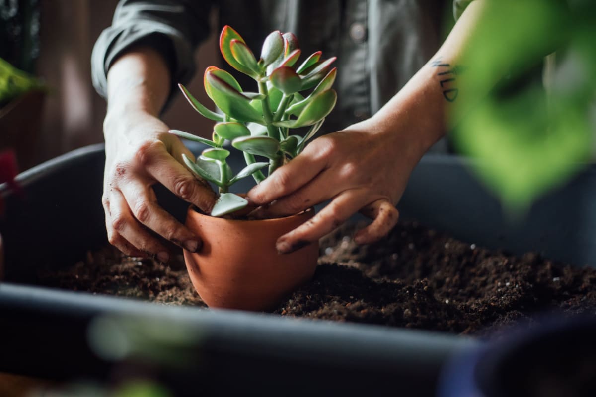 Resident re-potting a plant at The District Flats in West Palm Beach, Florida
