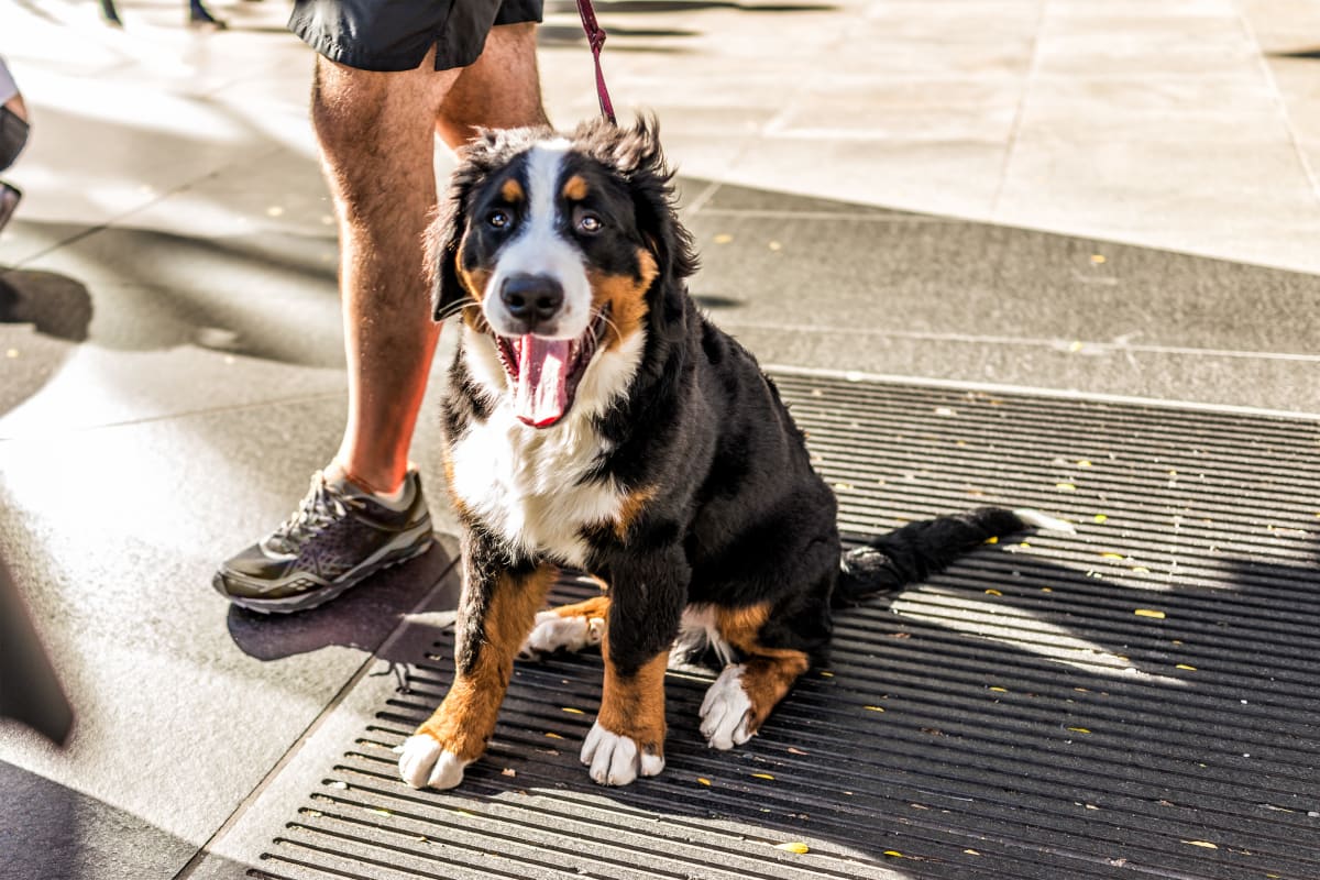 Happy dog on a walk in Charleston, South Carolina near 511 Meeting