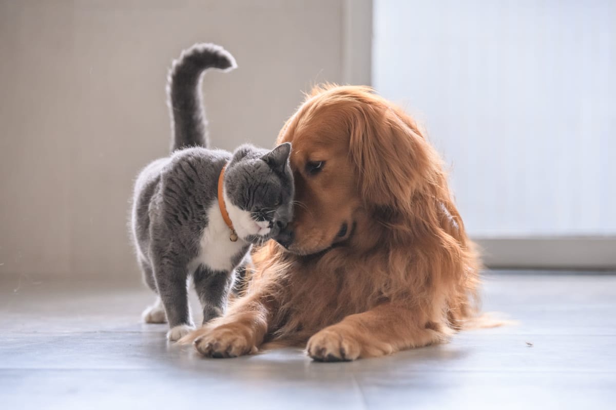 Resident dog and cat giving each other some love in their new home at Solera at City Centre in Palm Beach Gardens, Florida