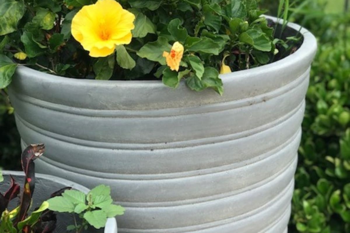 Potted plants at Forest Pointe in Walterboro, South Carolina