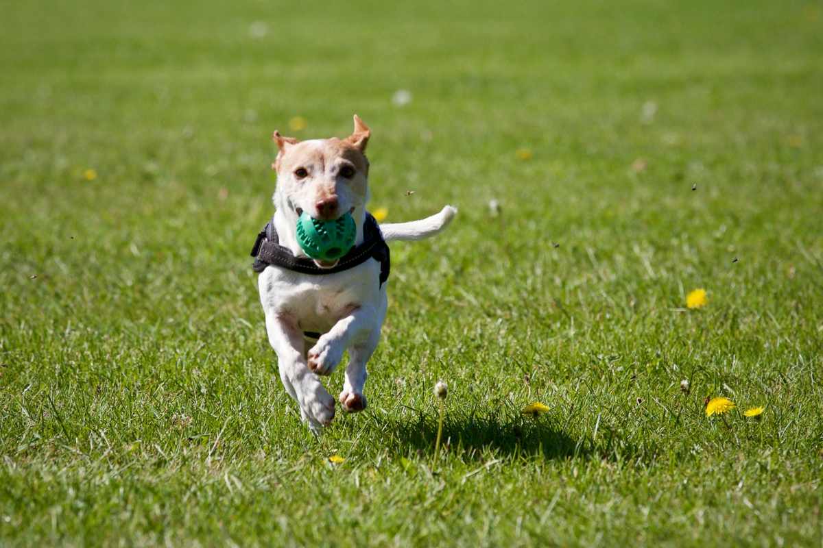 Bring your pet to Oakleigh Apartments in Baton Rouge, Louisiana