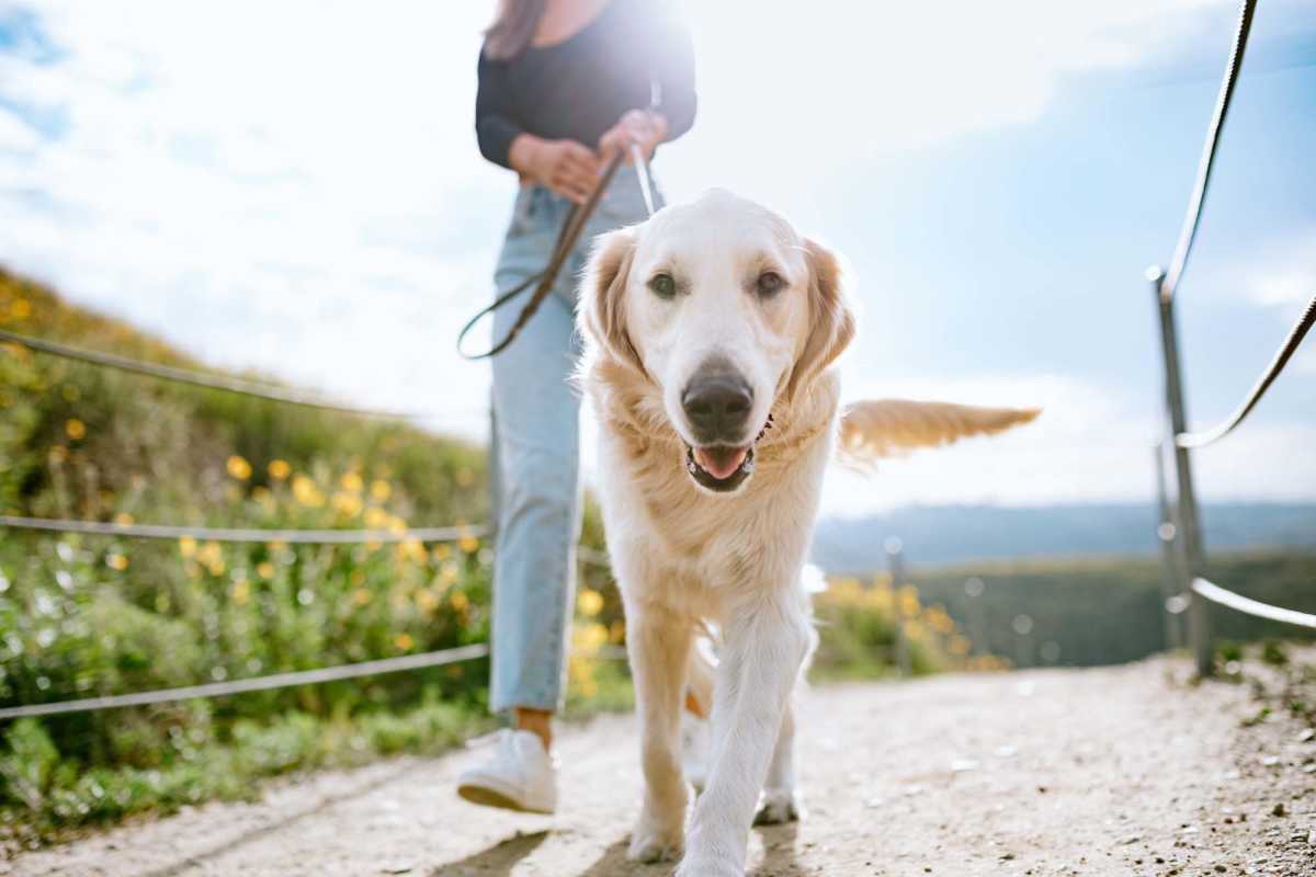 Pet friendly at Willow Creek Townhomes in Jonesboro, Arkansas