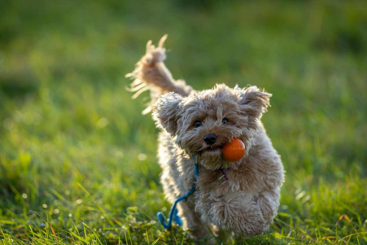 Furry friend at Maynard of Augusta in Augusta, Georgia
