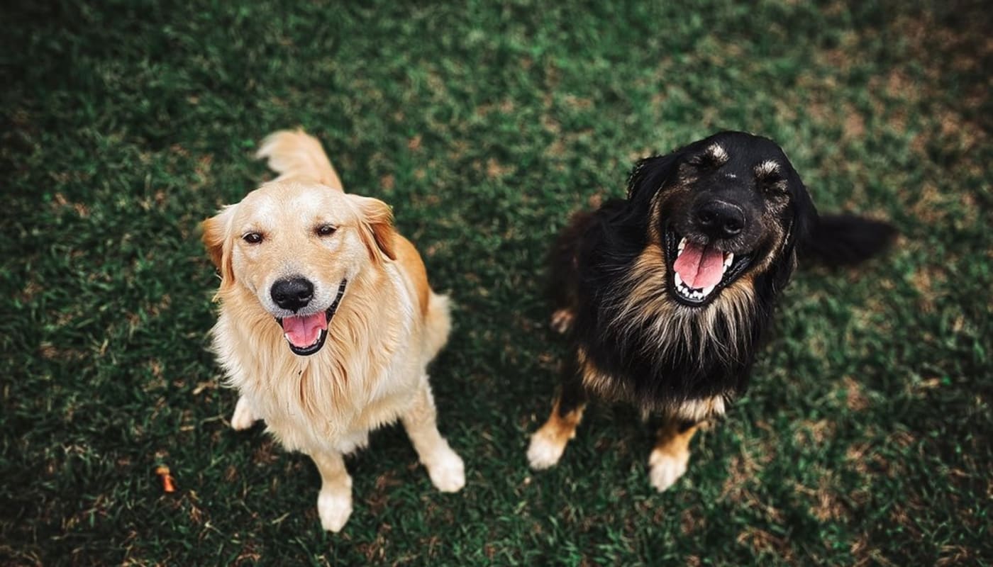 Dogs at Forest Pointe in Walterboro, South Carolina