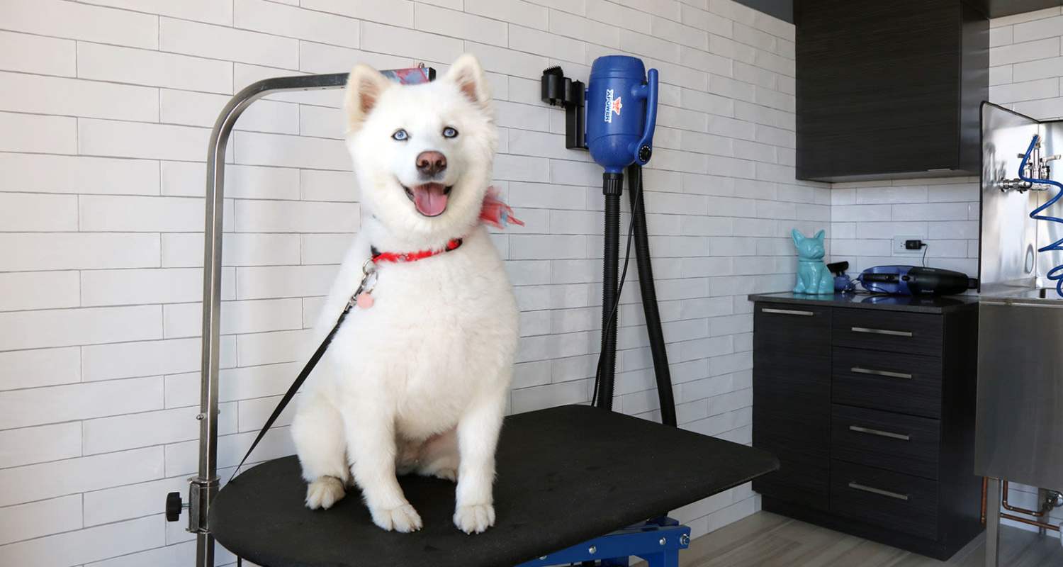dog spa at The Residences at Hamilton Lakes in Itasca, IL