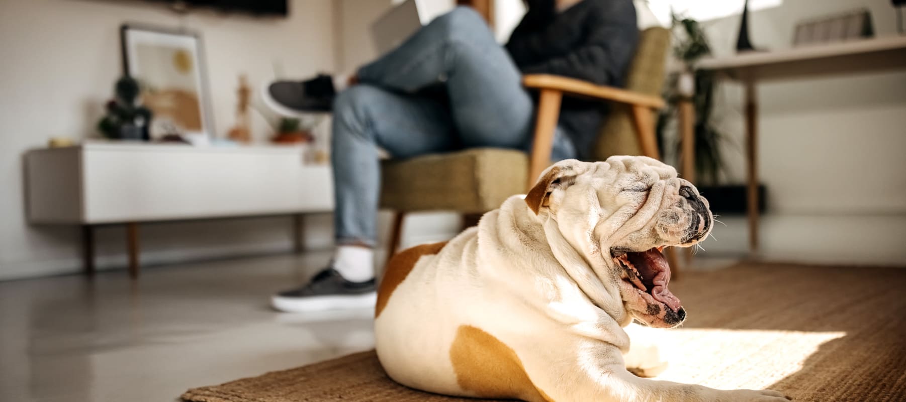 Bulldog yawning and relaxing on the floor of her new home at 17th Street Lofts in Atlanta, Georgia