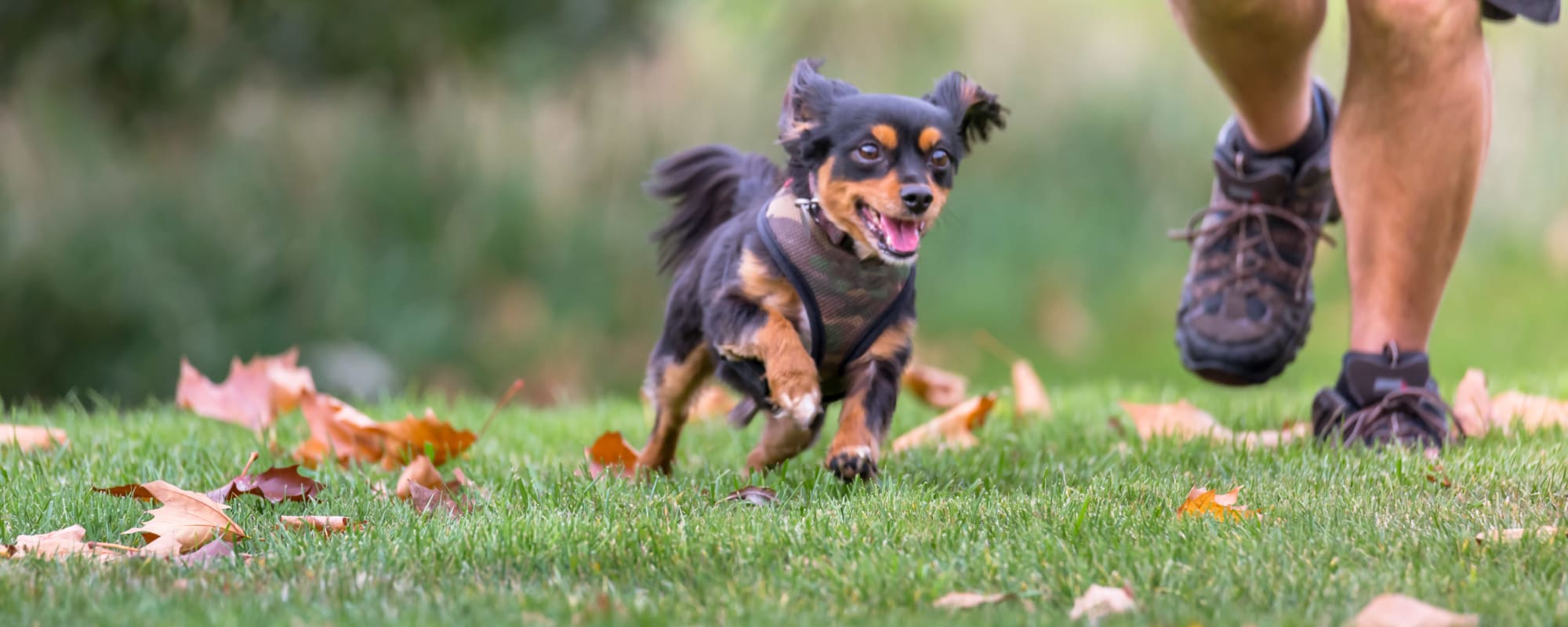 A resident playing with a dog in a park near Wellings Court in Virginia Beach, Virginia