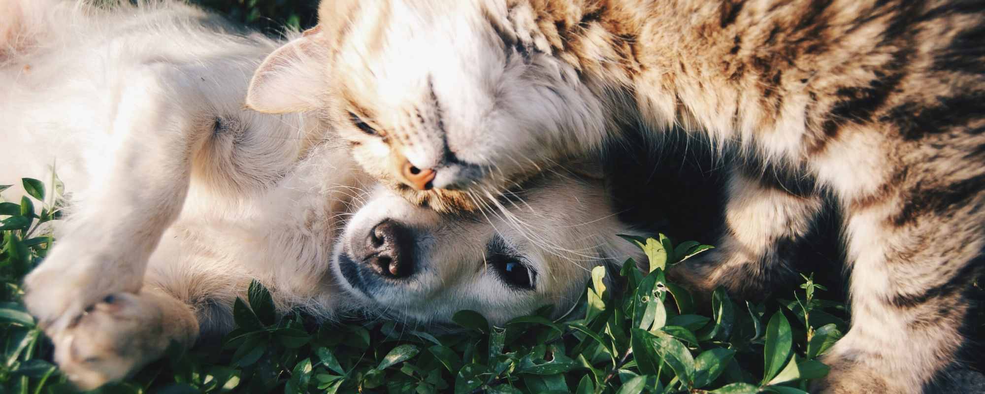 Pet Friendly | Sagebrush in Universal City, Texas 