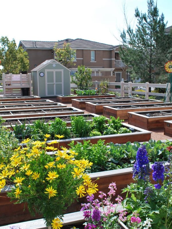 Community Garden at Homecoming at Terra Vista in Rancho Cucamonga, California