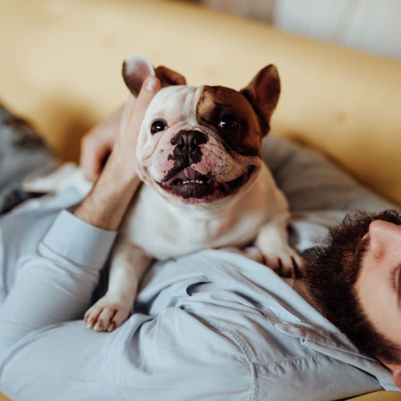 Cute puppy laying on the chest of their owner at Resort at University Park in Colorado Springs, Colorado