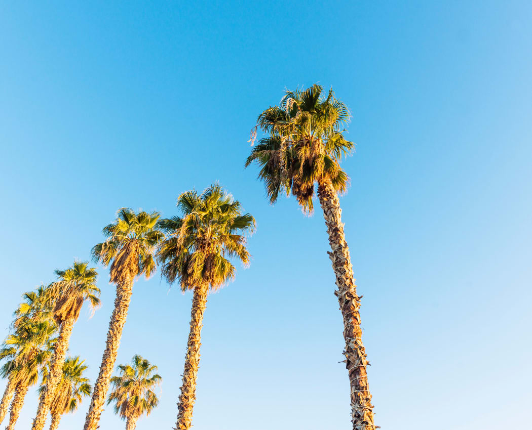 Palm trees in Henderson, Nevada