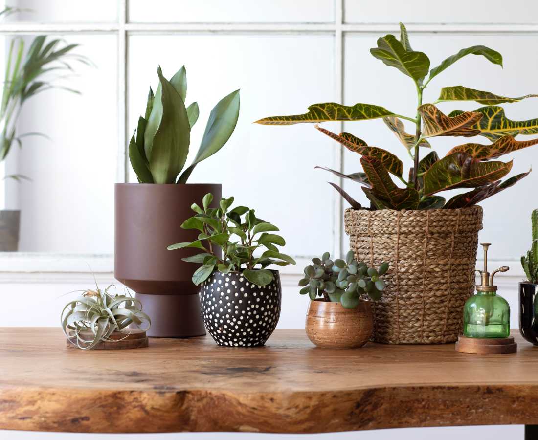 Houseplants at Valencia South Miami in South Miami, Florida