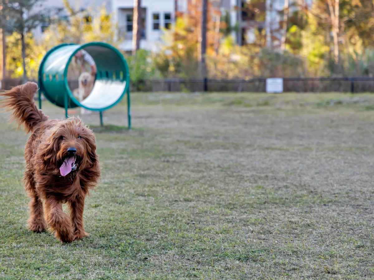 Dog park with happy resident dog playing at The Carlton of Fort Myers in Fort Myers, Florida