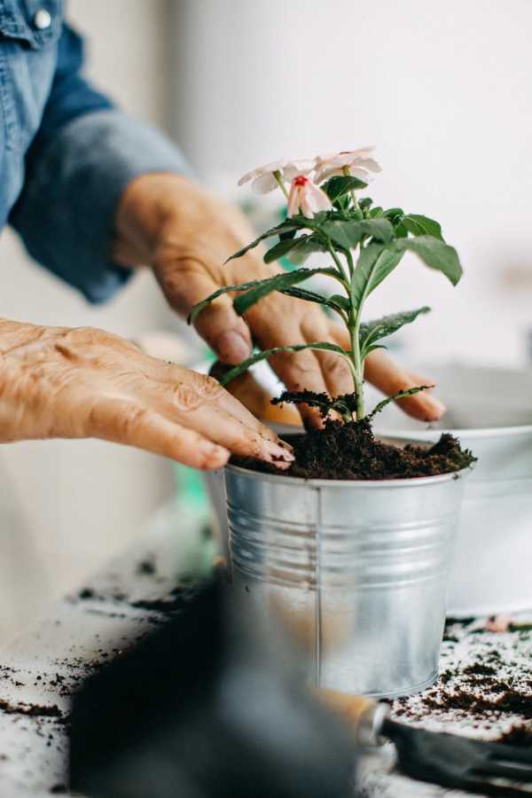 Resident planting a flower at Merrill Gardens at Sherwood