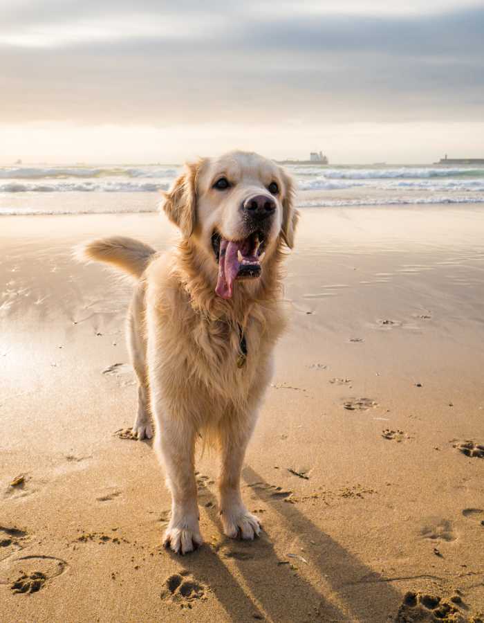 Golden Retriever on Beach