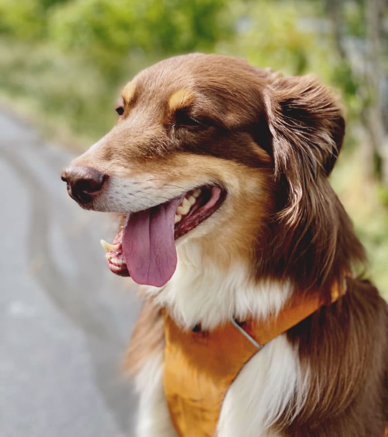 Happy dog posing for a photo outside on a beautiful day at Mariposa Communications Parkway in Plano, Texas