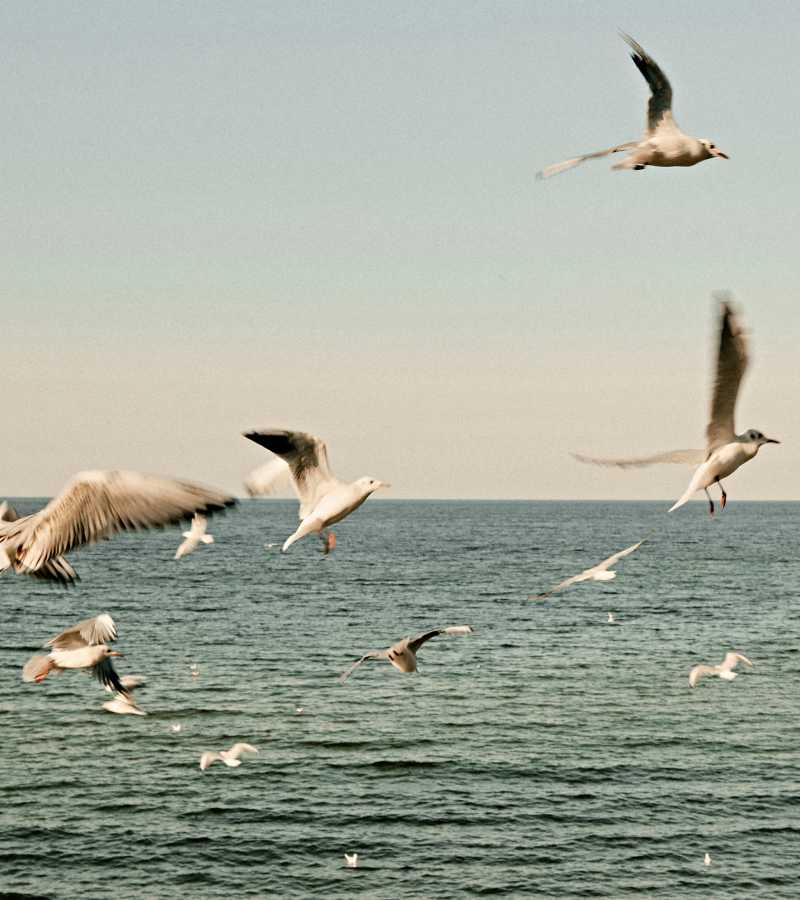 Seagulls flying over a serene ocean landscape at Colony Parc in Ventura, California 