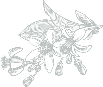 Divider Image
