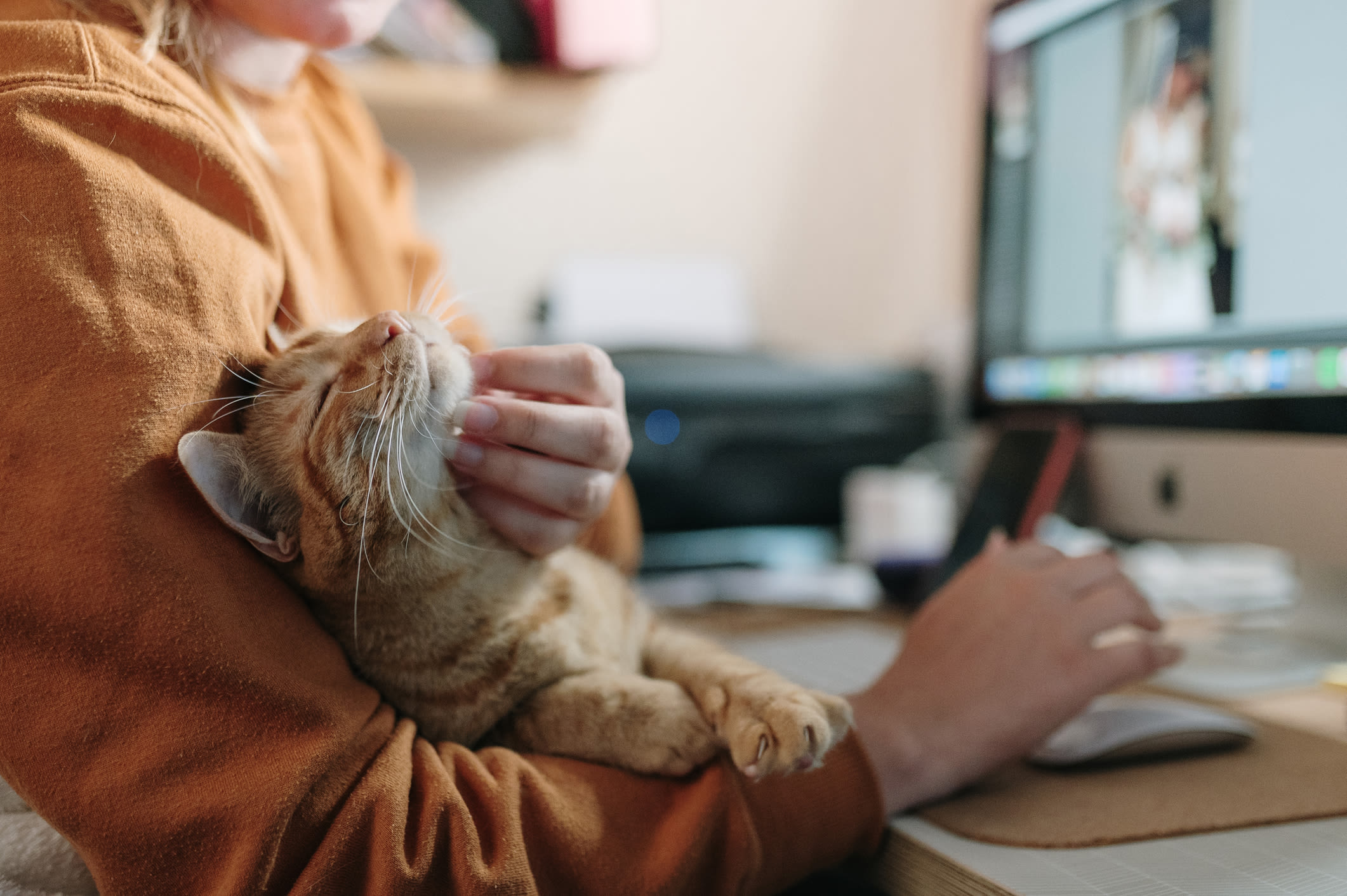 Resident petting their cat while working from home at Reserve at Sharon Woods in Columbus, Ohio