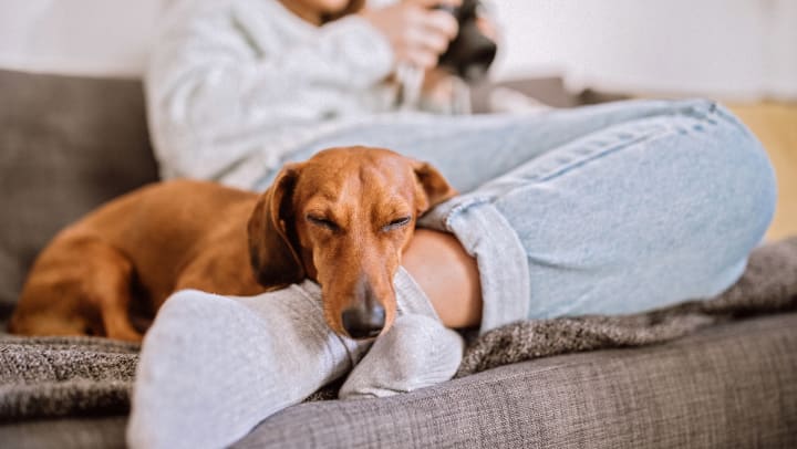 Dachshund dog sleeping by feet of a woman on a couch