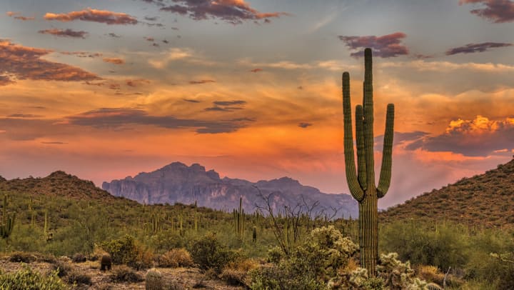 A sunset picture of the desert with a tall cactus in the foreground and mountains in the distance