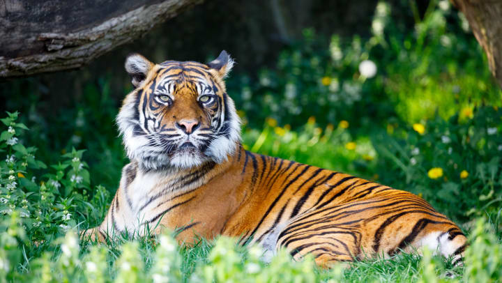 A tiger lying down surrounded by greenery