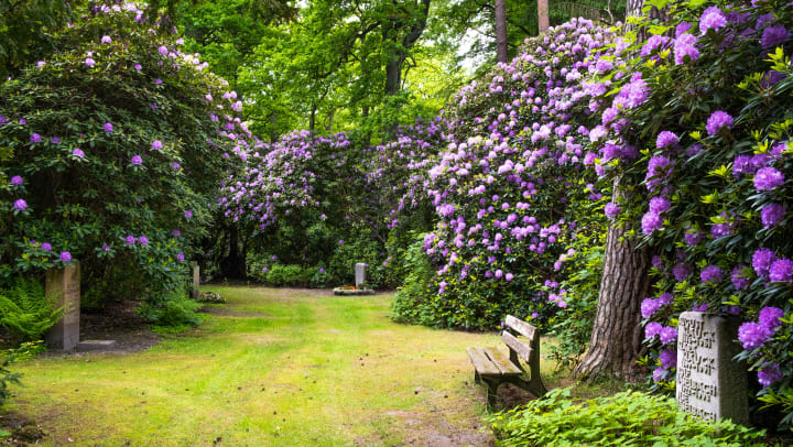 Bushes in a botanical garden with purple flowers