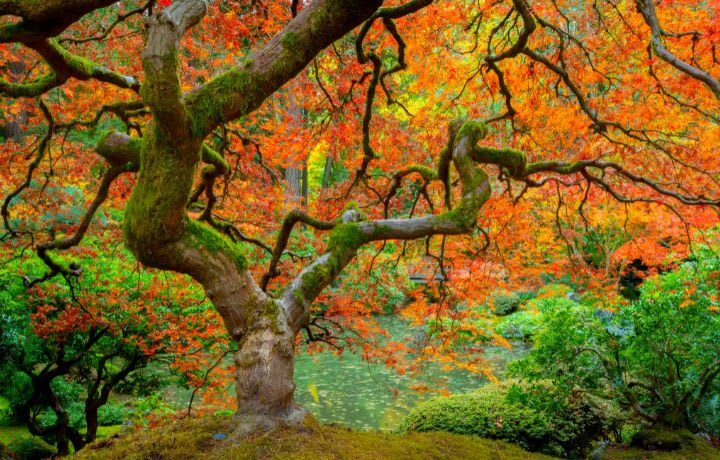 Japanese Garden Portland Oregon Self Storage 