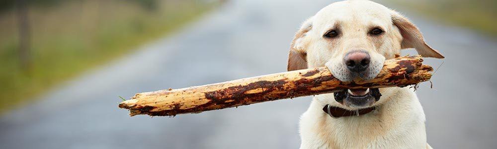 This dog loves sticks at our apartments in Tulsa