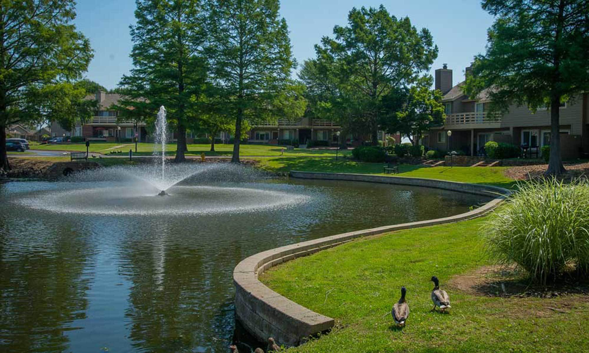 sheridan pond ducks by pond