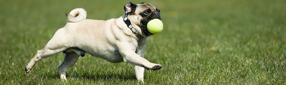 We welcome many types of pets at our Oklahoma City apartments